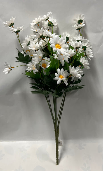 Daisy Bush -White