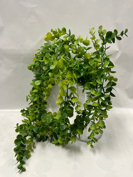 Boxwood Hanging Bush-Green