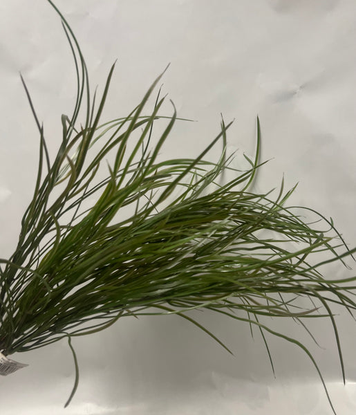 Willow Grass Bush -Green/Brown