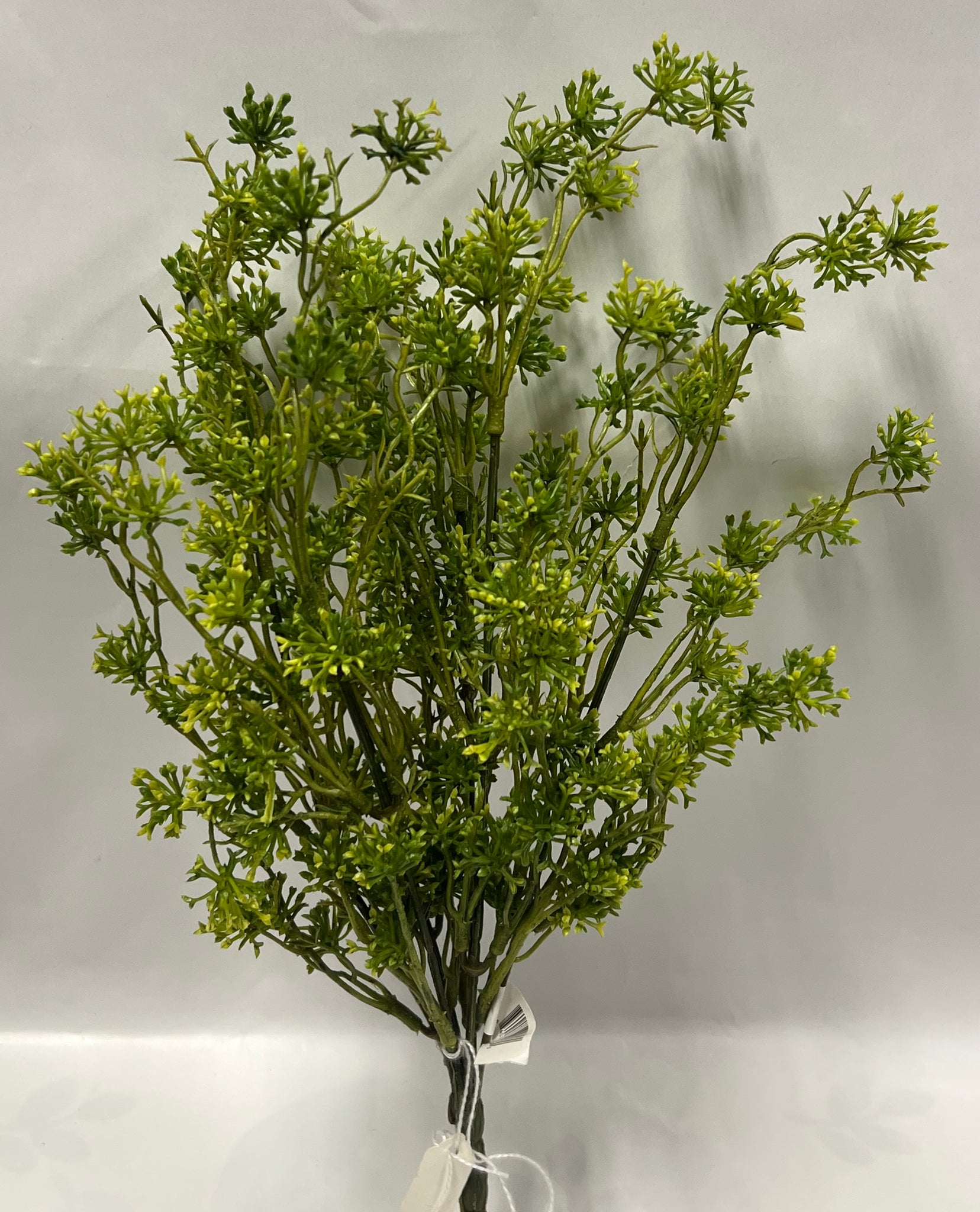 Seeding Racemosa Bush