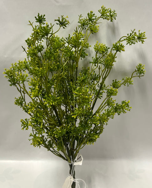 Seeding Racemosa Bush