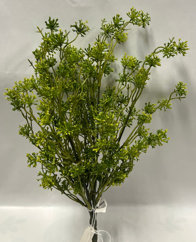 Seeding Racemosa Bush