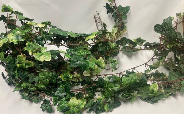 Variegated Ivy Trailing Bush