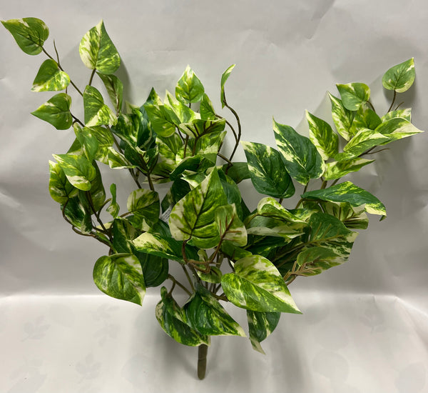 Pothos Bush -UV Protected