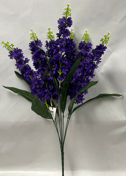 Delphinium Bush