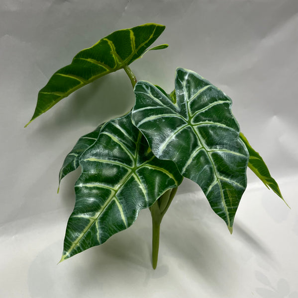 Caladium Hortulanum Bush