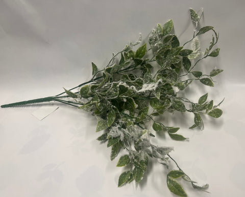 Tea Leaf Bush
