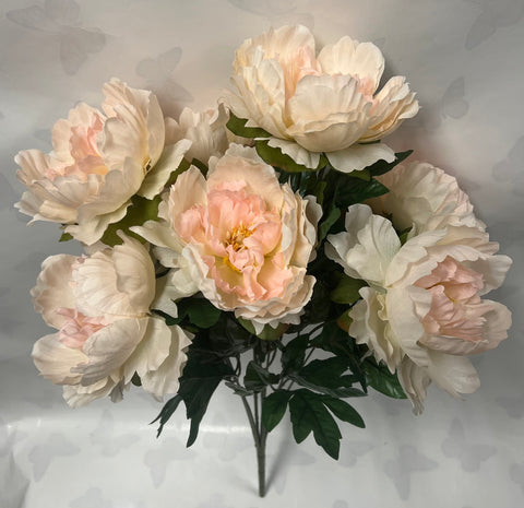 Peony Bush -Peach