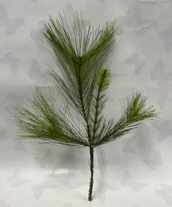 Canton Pine Spray
