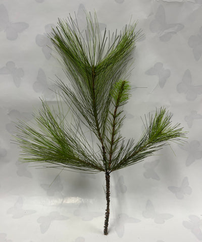 Canton Pine Spray