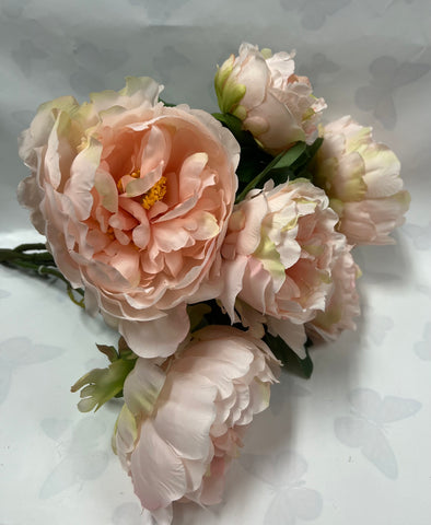 Peony Bush -Champagne