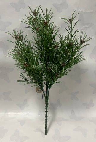 Podocarpus Bush