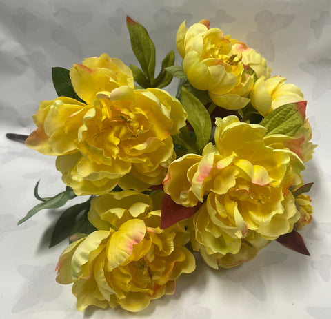 Peony Bush -Yellow