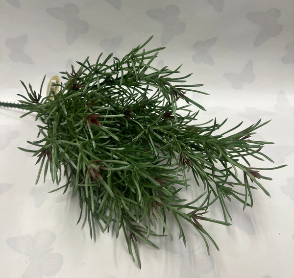 Podocarpus Bush