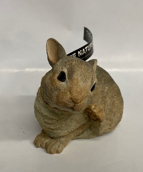 Country Artists -Rabbit -Untroubled