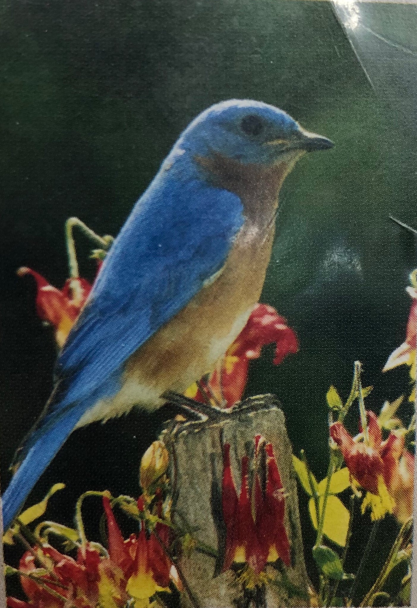 Bluebird Standing - Large Flag