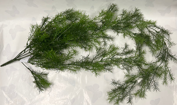 Sprengeri Hanging Bush