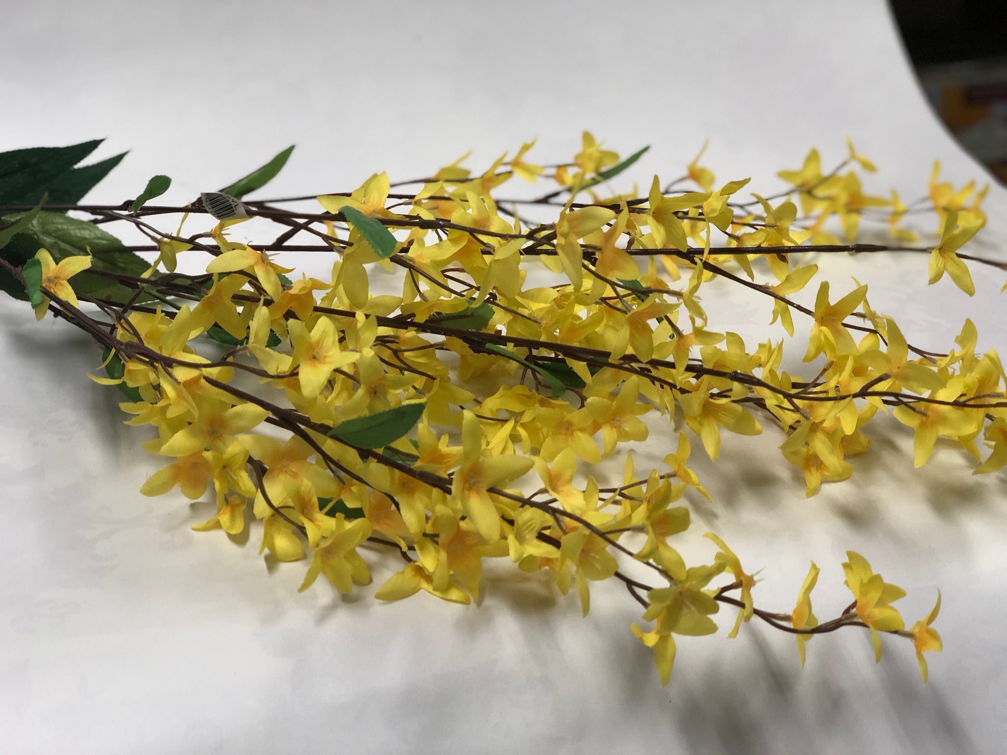 Forsythia Bunch