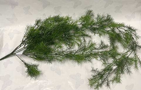 Sprengeri Hanging Bush