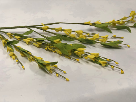 Forsythia Stems