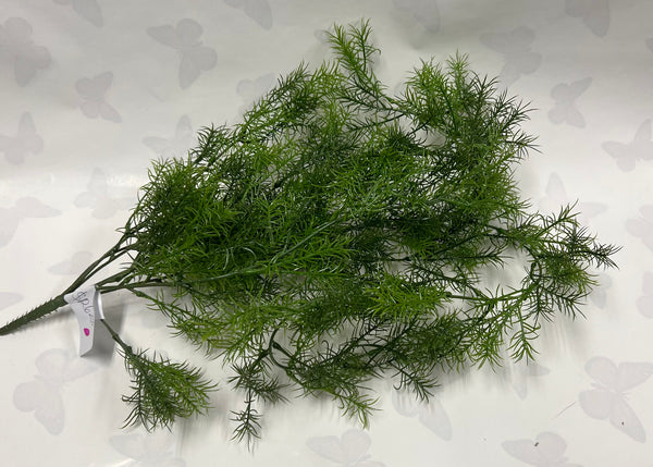 Sprengeri Hanging Bush