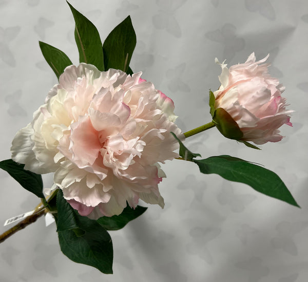 Garden Peony With Bud -Soft Pink
