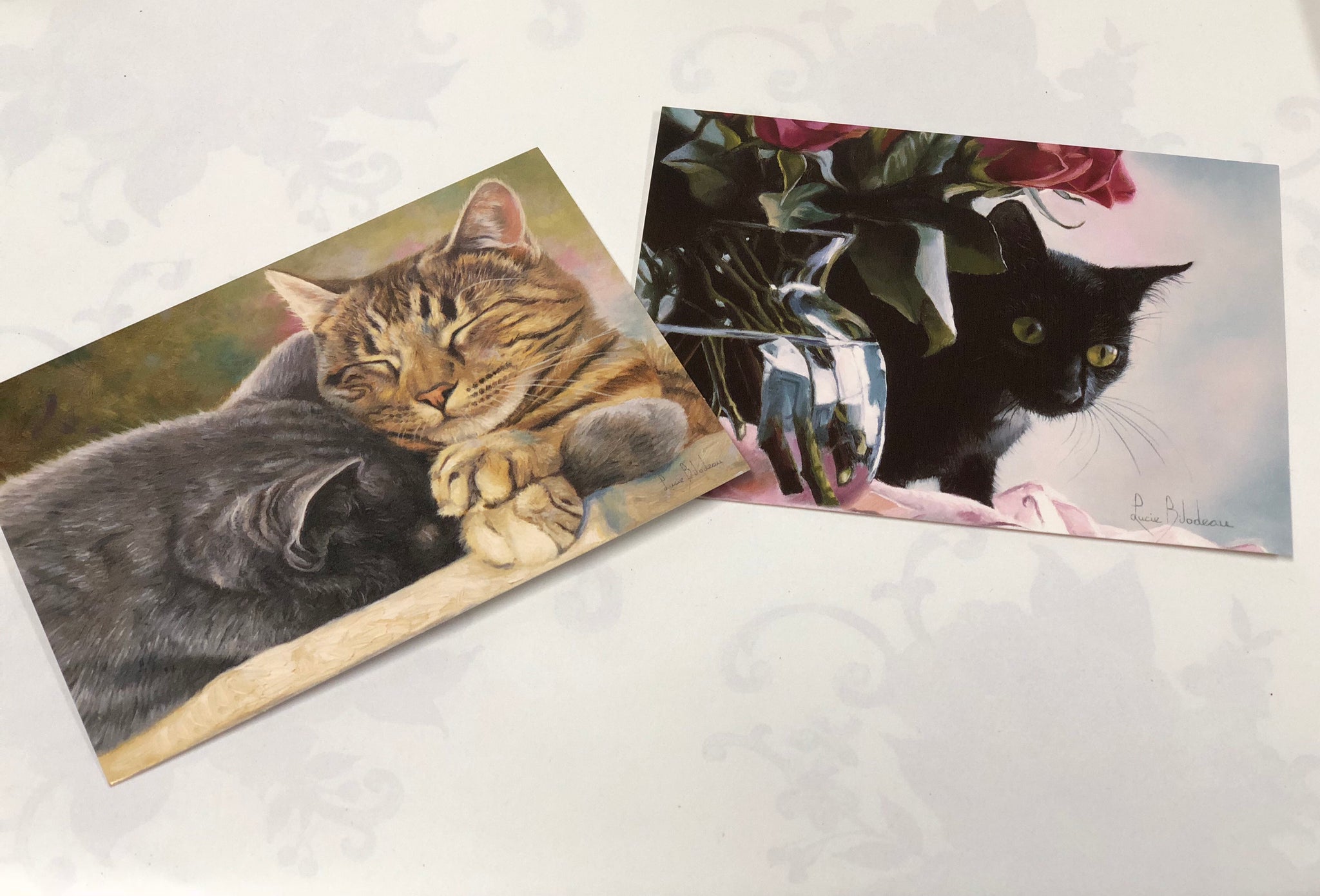 Boxed Note Cards "Cat Nap / Pasha"