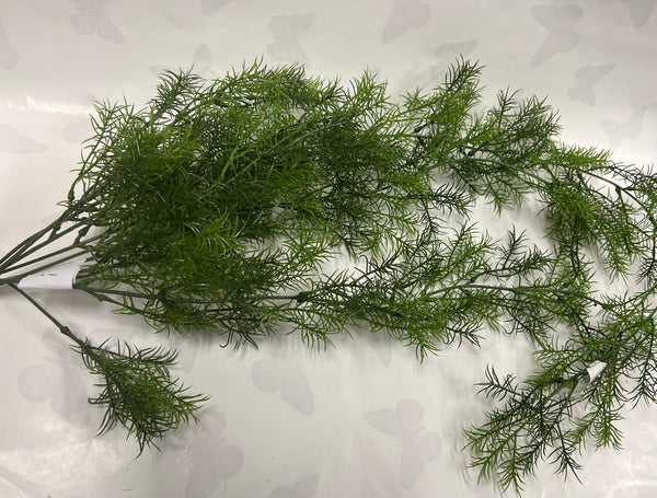 Sprengeri Hanging Bush